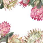 Protea